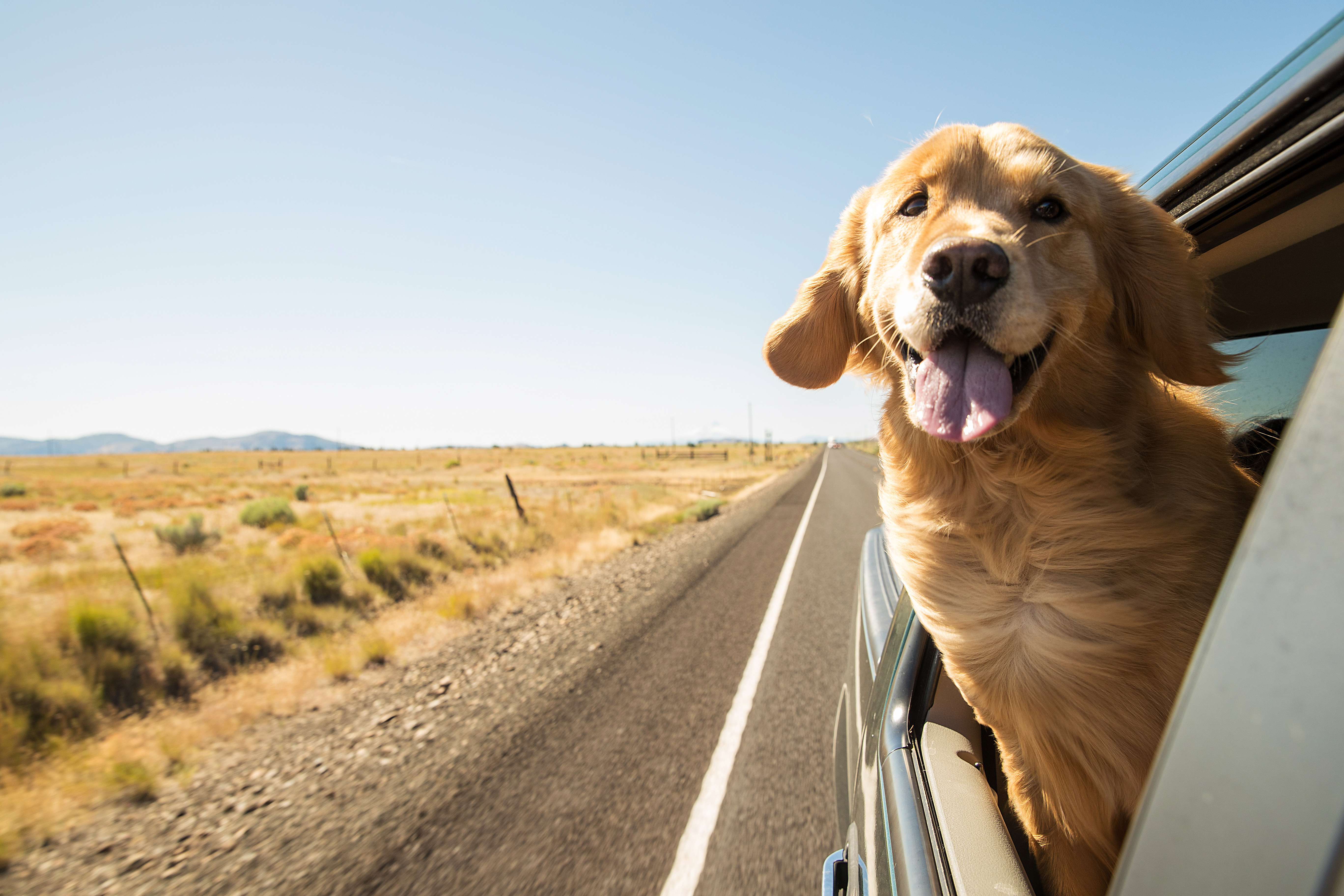 Quick Tips for Road Tripping with Pets